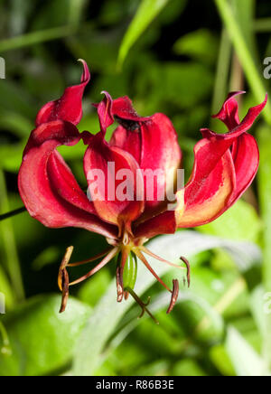 L'affichage dynamique de la flamme Lily est un des traits wildlflowers à émerger avec les premières pluies Banque D'Images