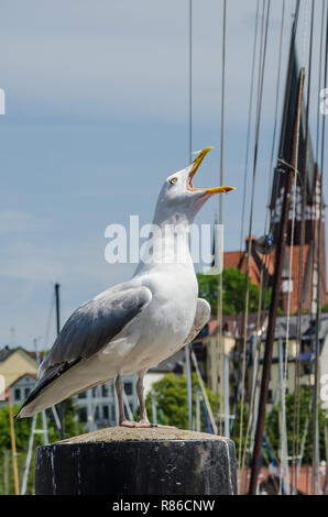 De nombreux sites dignes d'une destination touristique populaire de Flensburg. Flensburg est le commercial, culturel et touristique de la région. Banque D'Images