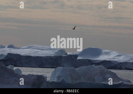 Belau Disko Bucht : Landschaft mit Eisbergen Glänzend mit einer Möwe Banque D'Images