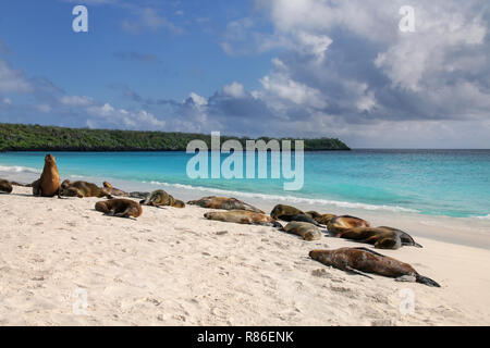 Groupe de lions de mer des Galápagos se reposant sur une plage de sable dans la Baie de Gardner, de l'île Espanola, parc national des Galapagos, Equateur. Ces lions de mer exclusivement d'art. Banque D'Images