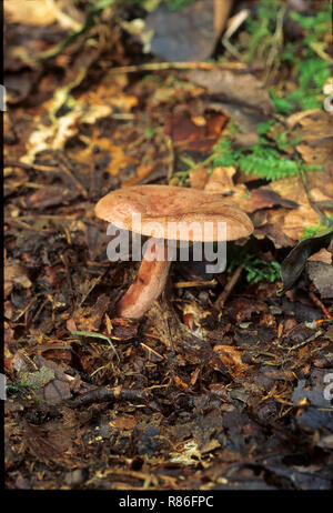 Les champignons Lactarius quietus Lait Pac en chêne bois naturel habitat . Généralement croissant sous les arbres de chêne . Est comestible mais un goût très amer. Banque D'Images