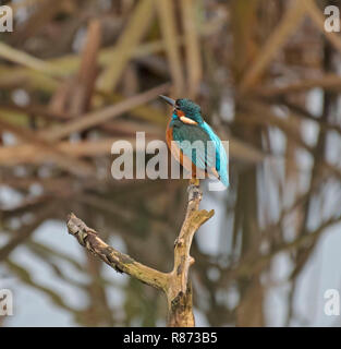 Kingfisher Alcedo atthis,, Banque D'Images