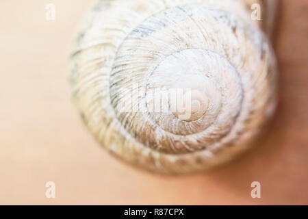 La coquille d'un escargot raisin de couleur beige dort sur un mur en bois sur un hivernage Banque D'Images