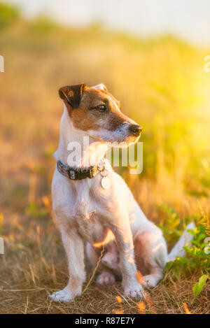 Jack Russel terrier Portrait Banque D'Images