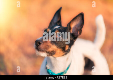 Parson Russel terrier Portrait Banque D'Images