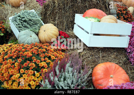 Belle la vie toujours juste colorés avec beaucoup de fleurs et de légumes d'automne dans des caisses en bois sur la paille Banque D'Images