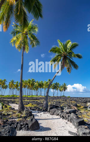 Honaunau, Hawaii - Palmiers à Pu'uhonua o Honaunau National Historical Park. Banque D'Images