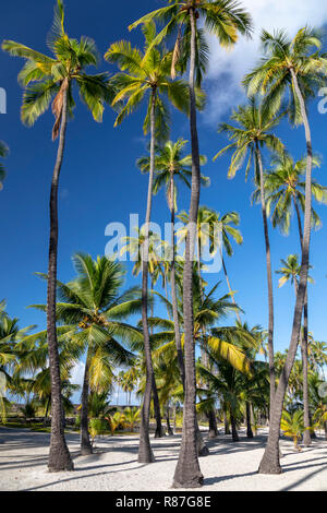 Honaunau, Hawaii - Palmiers à Pu'uhonua o Honaunau National Historical Park. Banque D'Images