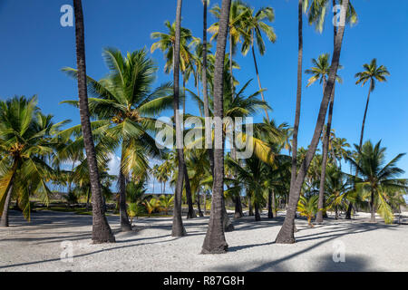 Honaunau, Hawaii - Palmiers à Pu'uhonua o Honaunau National Historical Park. Banque D'Images