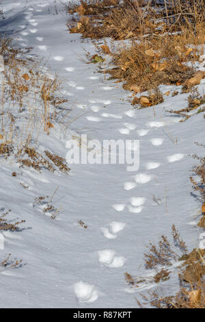 Les traces des coyotes (Canis latrans) le long sentier dans la neige fraîche, Castle Rock Colorado nous. Photo prise en novembre. Banque D'Images