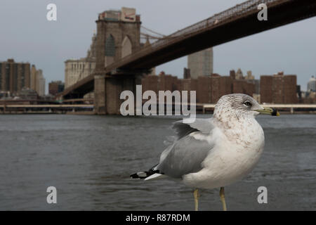 Seagull sur l'East River, qui est enjambée par le pont de Brooklyn. Manhattan, NYC, New York, États-Unis d'Amérique Banque D'Images