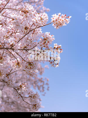 Cerisiers en fleurs commence autour de la fin mars à Tokyo, au Japon, de nombreux visiteurs choisissent de se rendre dans la saison des cerisiers en fleur. Banque D'Images