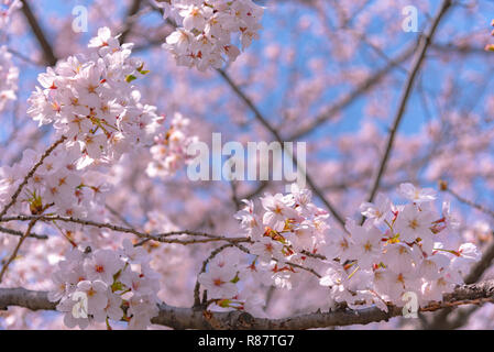 Cerisiers en fleurs commence autour de la fin mars à Tokyo, au Japon, de nombreux visiteurs choisissent de se rendre dans la saison des cerisiers en fleur. Banque D'Images