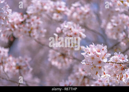 Cerisiers en fleurs commence autour de la fin mars à Tokyo, au Japon, de nombreux visiteurs choisissent de se rendre dans la saison des cerisiers en fleur. Banque D'Images