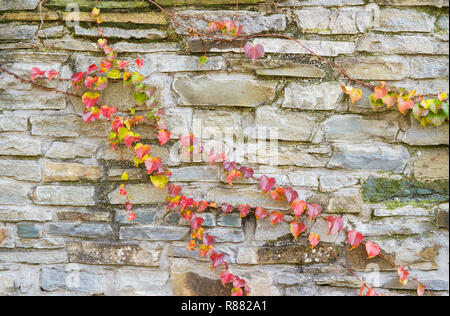 Mur en pierre ancienne avec des raisins de tissage en surface. Banque D'Images