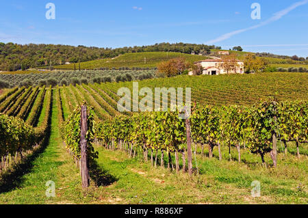 Vigne à Felsina, Toscane, Italie Banque D'Images