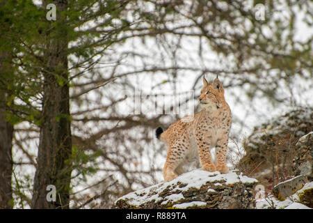 Les jeunes lynx de Sibérie, debout sur un rocher en face de pins en hiver Banque D'Images
