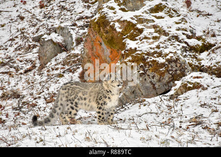 Snow Leopard Cub debout dans la neige en face d'un Rock Face Banque D'Images