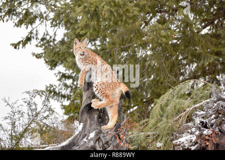 Les jeunes lynx Siberial escalade un moignon dans une forêt de pins en hiver Banque D'Images
