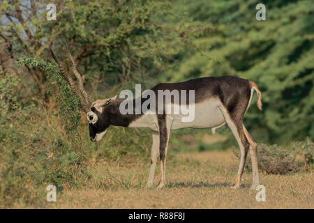 Les Indiens de sexe masculin (Antilope cervicapra) ou Antilope Blackbuck close up. Banque D'Images