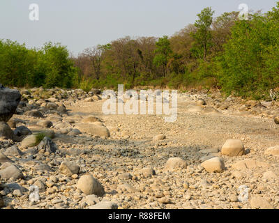 Sanglier à sec, près de Kaladhungi, Jim Corbett utilisé pour parcourir cette jungle durant toute sa vie depuis son enfance, Uttarakhand, Inde Banque D'Images