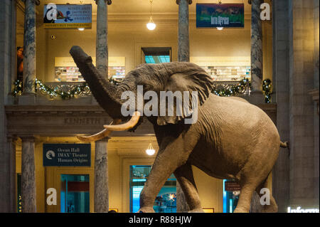 Washington DC, le 23 décembre 2015. Statue d'un éléphant d'Afrique dans le hall principal du Musée National d'histoire de la région de Washington DC. Banque D'Images