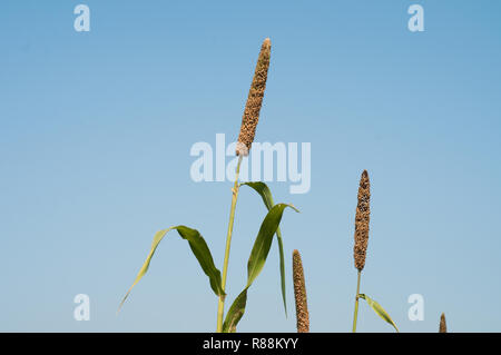 Épis de millet et feuilles sous ciel bleu Banque D'Images