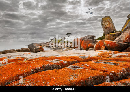 Des roches couvertes de lichen en baie Binalong Bay. Banque D'Images