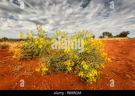 Cassia désert en fleurs après un peu de pluie dans les régions arides du centre rouge. Banque D'Images