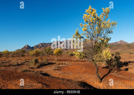 Blooming Wattle arbre dans le paysages arides de la chaîne des Flinders. Banque D'Images