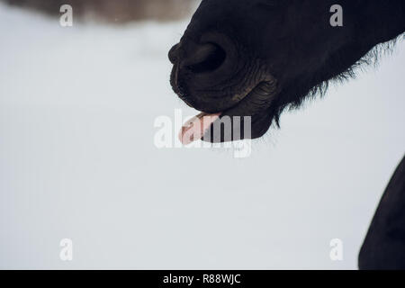 L'étalon frison montre l'hiver langue maternelle Banque D'Images