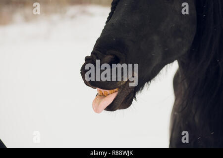 L'étalon frison montre l'hiver langue maternelle Banque D'Images
