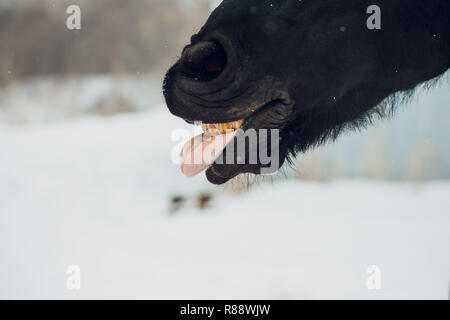 L'étalon frison montre l'hiver langue maternelle Banque D'Images