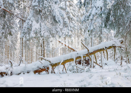 Vieil arbre publier couchés dans une forêt d'hiver Banque D'Images