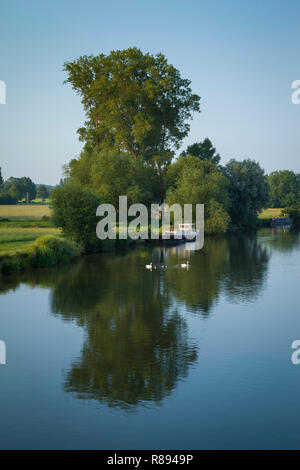 Une famille de cygnes traverser la Tamise par Wallingford Bridge, Oxfordshire Banque D'Images