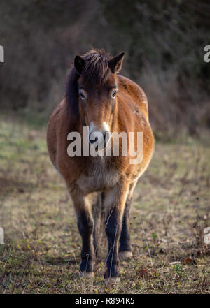 Wild horse poney Exmoor, debout dans la prairie à Masovice, Podyji, République Tchèque Banque D'Images