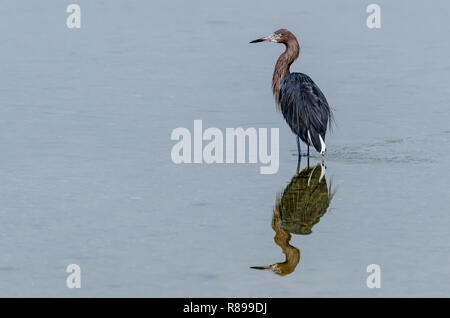 Aigrette garzette (Egretta rufescens rougeâtre) en Floride Banque D'Images