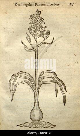 Caroli Clusii Atrebatis Rariorum aliquot stirpium (page 189) Banque D'Images