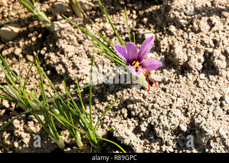 Fleur de safran, Crocus sativus à partir de laquelle une épice chère est dérivé de la stigmatisation et de plus en plus style rouge sur le terrain Banque D'Images