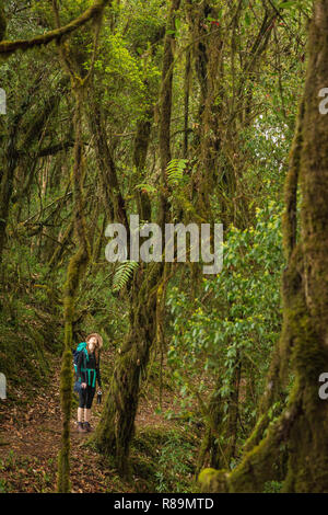 Femme seule recherche randonneur jusqu'à arbres en forêt ANNAPURNA HIMAL, Népal, Himalaya, Asie Banque D'Images