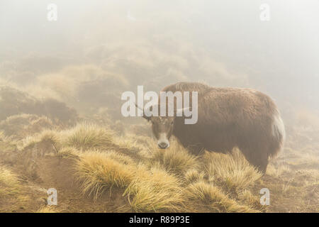 Aux longs cheveux bruns domestiqués yak sur le flanc à l'ANNAPURNA HIMAL, Népal, Himalaya, Asie Banque D'Images