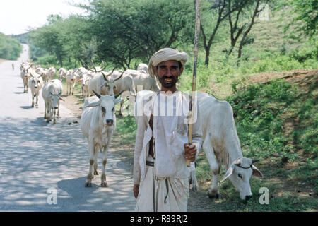 Troupeau de vaches et berger Inde Banque D'Images