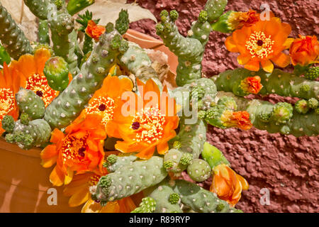 La floraison des fleurs orange, succulentes Banque D'Images