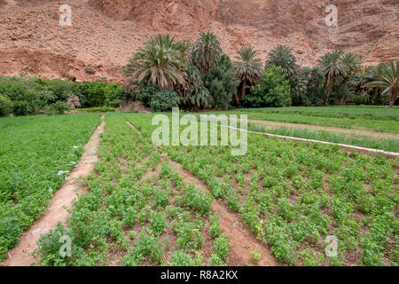 Une petite mosaïque de terres agricoles se développe à la base de la Gorges de Todra, Tinghir, Maroc, Banque D'Images