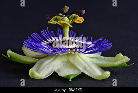 Macro fleur colorée détaillée d'une seule fleur de la passion en fleurs isolé sur fond de papier noir vu de face Banque D'Images