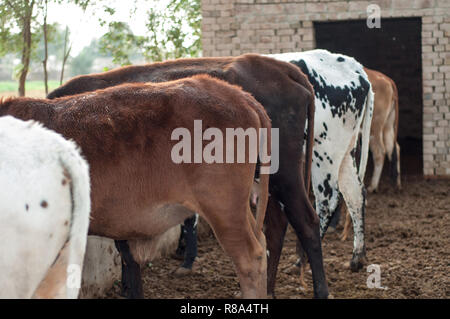 Vaches dans une rangée à la ferme Banque D'Images