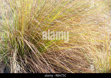 Gros plan d'une herbe de Marram dans le désert Banque D'Images