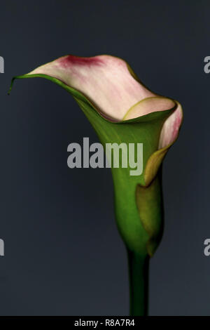 Close up arum fleur sur fond noir Banque D'Images