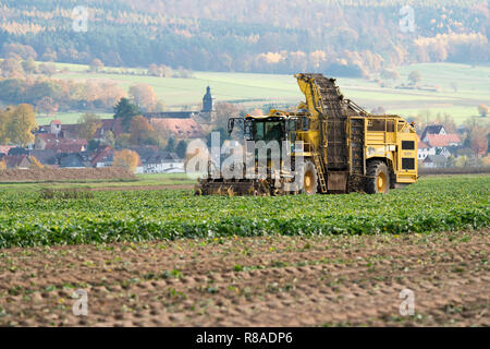 Une récolteuse de betterave, près de la vallée de la Weser, Oberweser, Weser Uplands, Thuringe, Hesse, Allemagne Banque D'Images