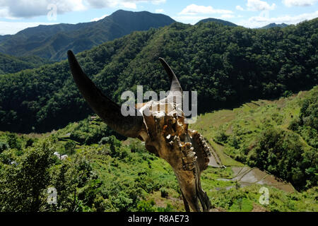 Un crâne d'un Carabao, également connu sous le nom de buffle d'Asie décoration d'un balcon donnant sur les rizières en terrasses et les cordillères Banga-An village du peuple Ifugao, inscrit sur la Liste du patrimoine mondial de l'UNESCO situé dans l'île de Luzon, Philippines Banque D'Images